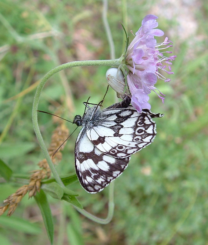 Melanargia galathea (e Misumena vatia)